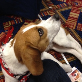 Juno, the rescued beagle, hanging out in the Exhibit Hall.